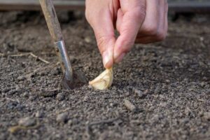 come usare l'aglio per le piante