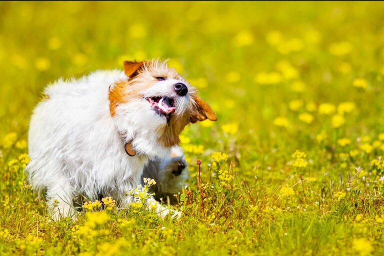 5 rimedi per prevenire zecche e pulci in giardino rimedi per prevenire zecche e pulci in giardino