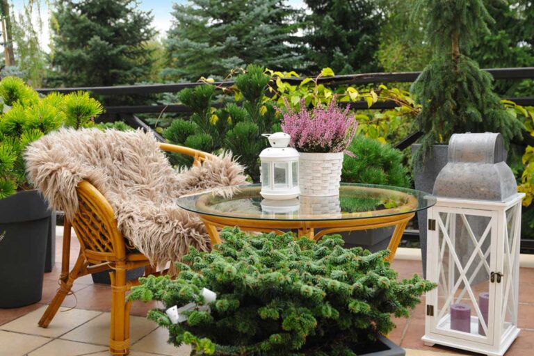 Il balcone in autunno/inverno: ecco alcune varietà di piante e fiori resistenti al gelo piante e fiori resistenti al gelo autunno inverno