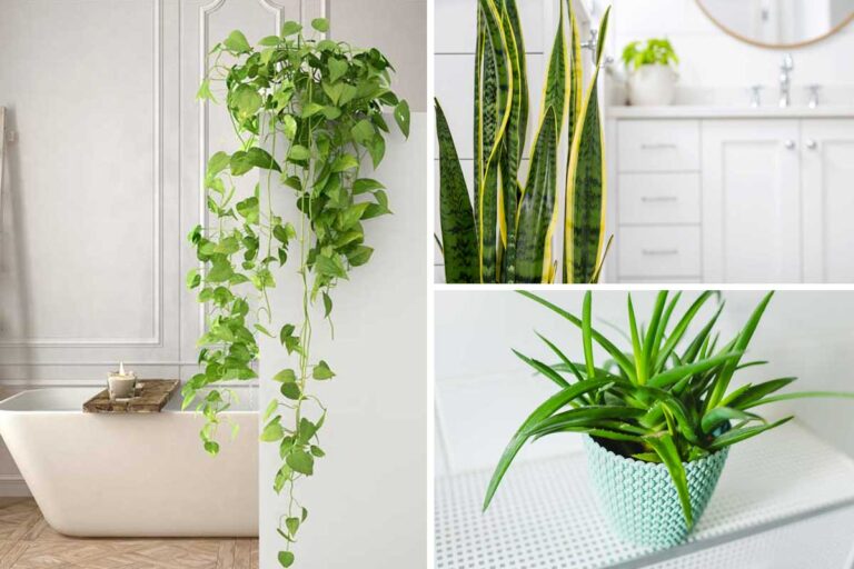 Ecco le piante più efficaci per eliminare i cattivi odori in bagno piante efficaci per eliminare i cattivi odori in bagno