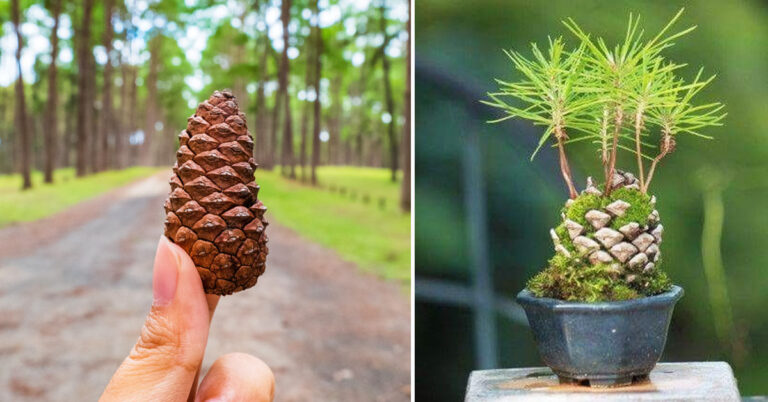 come-far-germogliare-un-pino-da-una-pigna