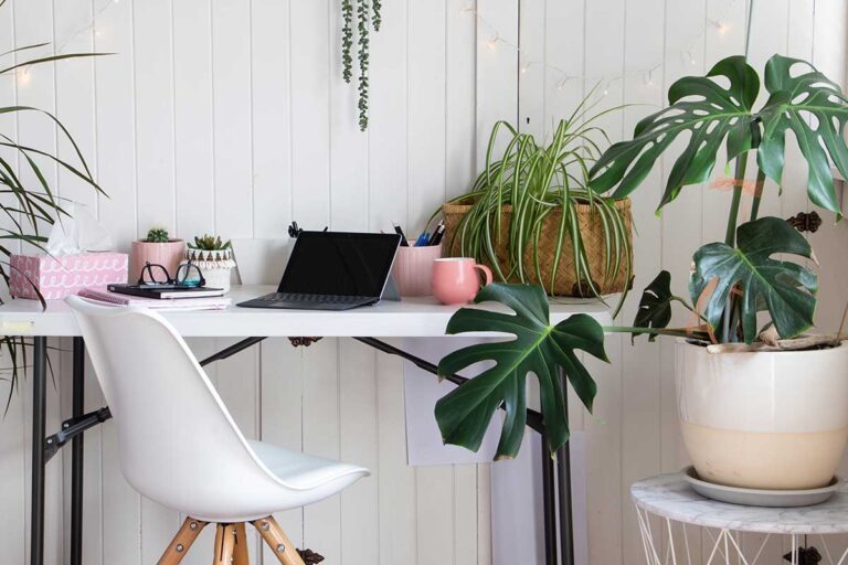 Piante da ufficio: per decorare e creare una sensazione di benessere sul posto di lavoro Piante da ufficio.