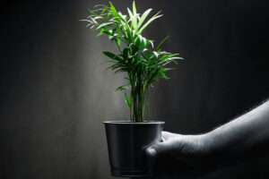 piante d'appartamento facili da curare