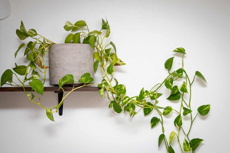 La potatura del Pothos: una tecnica cruciale per mantenere la tua pianta sana e rigogliosa potatura del pothos
