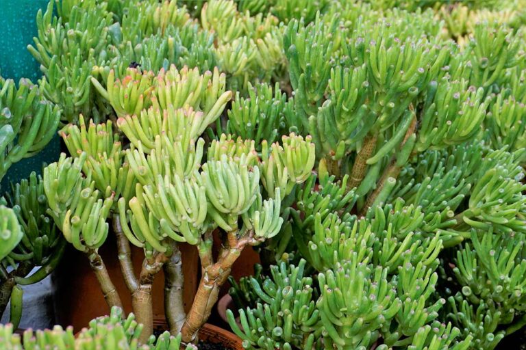 Sai qual è la varietà di albero di giada più resistente da coltivare in giardino? albero di giada Gollum