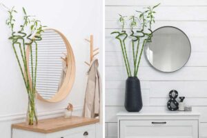 arredare con bamboo della fortuna