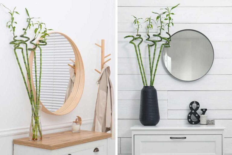 Ispirazioni per arredare con il bamboo della fortuna: il segreto per una casa elegante e rilassante arredare con bamboo della fortuna