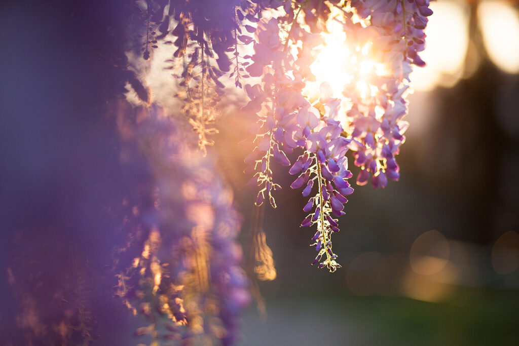 curare piante a gennaio per primavera