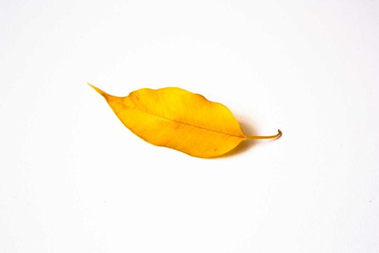 Ficus Benjamin con foglie gialle? Hai sicuramente commesso questo errore comune Ficus Benjamin con foglie gialle.