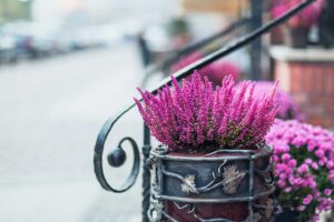 piante perenne per balcone in inverno