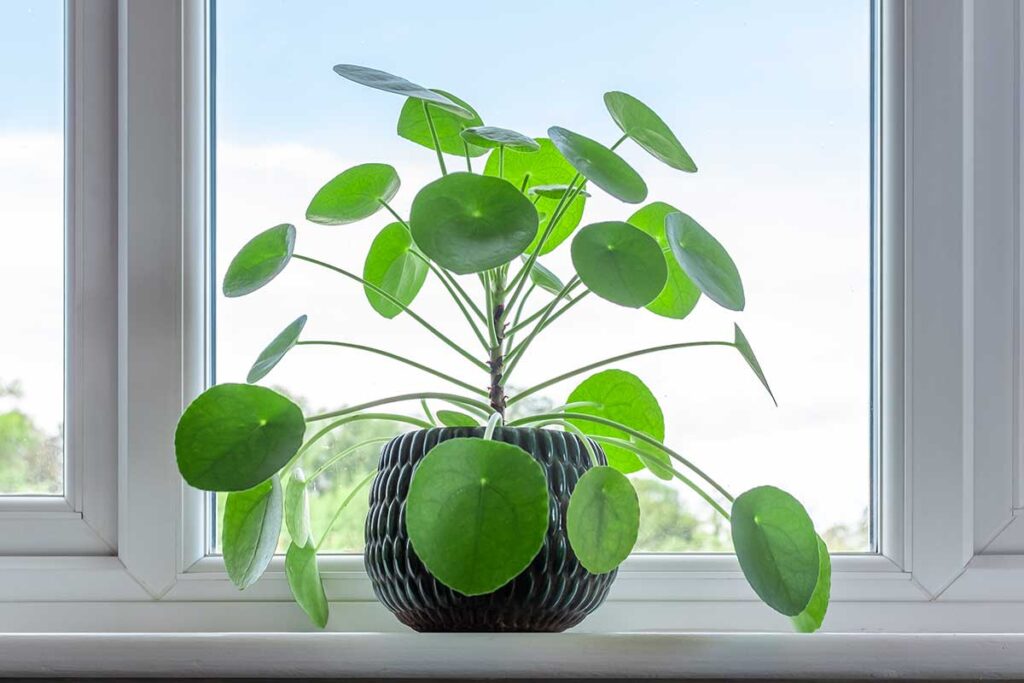 Pilea peperomioides o "pianta delle monete cinese"