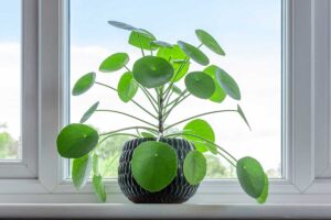 Pilea peperomioides o "pianta delle monete cinese"