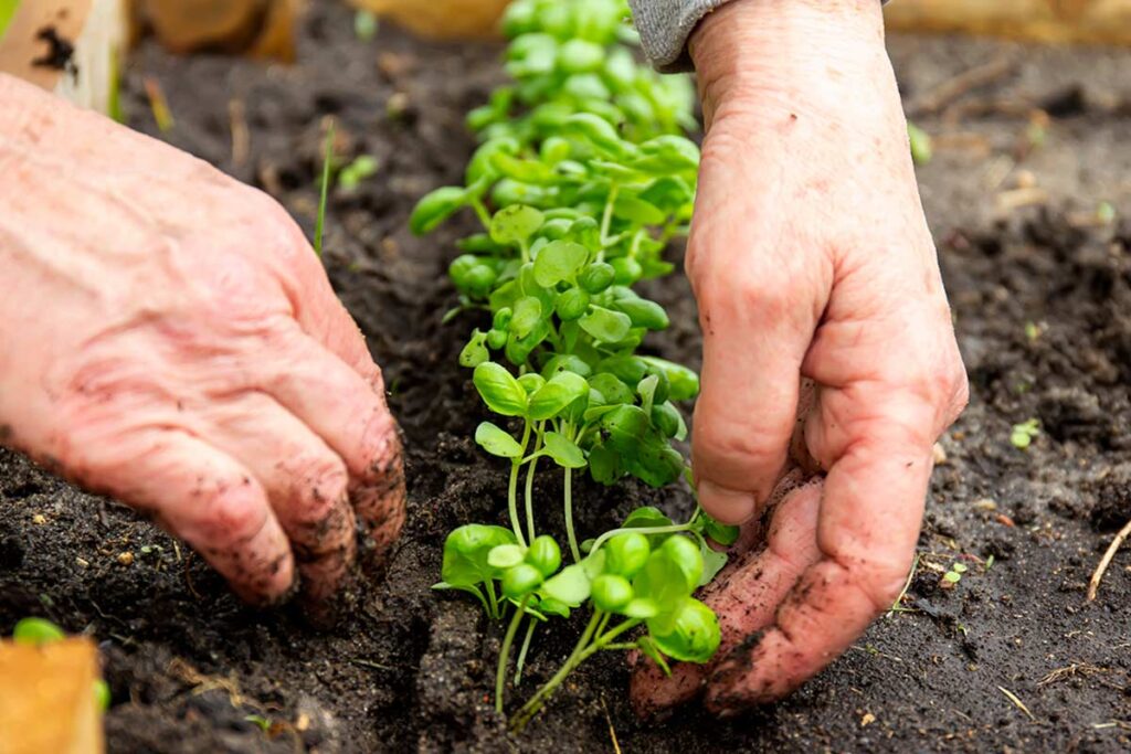 Basilico freso anche d'inverno, metodi della nonna.