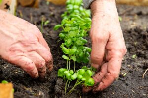 Basilico freso anche d'inverno, metodi della nonna.