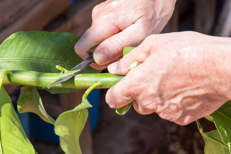 Innestare una pianta di limone: tecniche, tempistiche, e consigli pratici per giardinieri appassionati innesto pianta di limone
