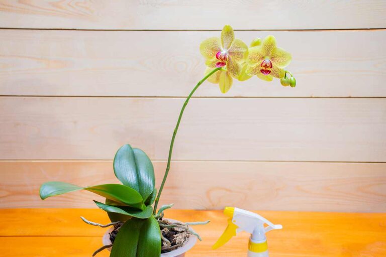Orchidee più floride e rigogliose che mai: scopri il nutrimento naturale sorprendente Nutrire orchidea con buccia di mango.