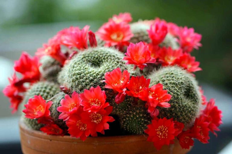 7 varietà di piante grasse colorate che trasformeranno la tua casa in un'oasi di bellezza varietà di piante grasse colorate