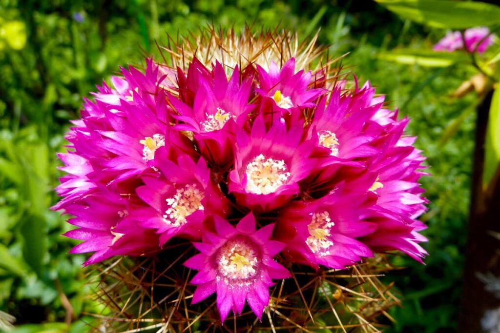 piante grasse con fiori