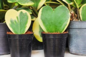 Piante grasse dalle forme insolite.