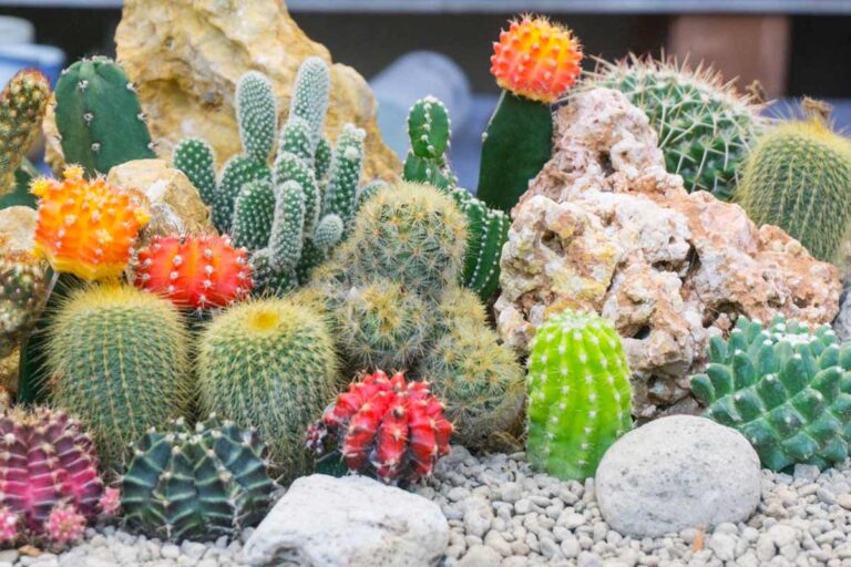 Trasforma il tuo giardino con aiuole di sassi e piante grasse: scopri le magnifiche idee piante grasse e sassi