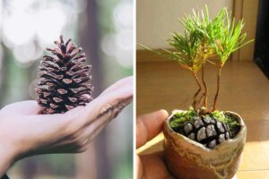 far crescere un pino da una pigna