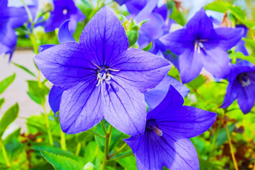 Platycodon Grandiflorus.
