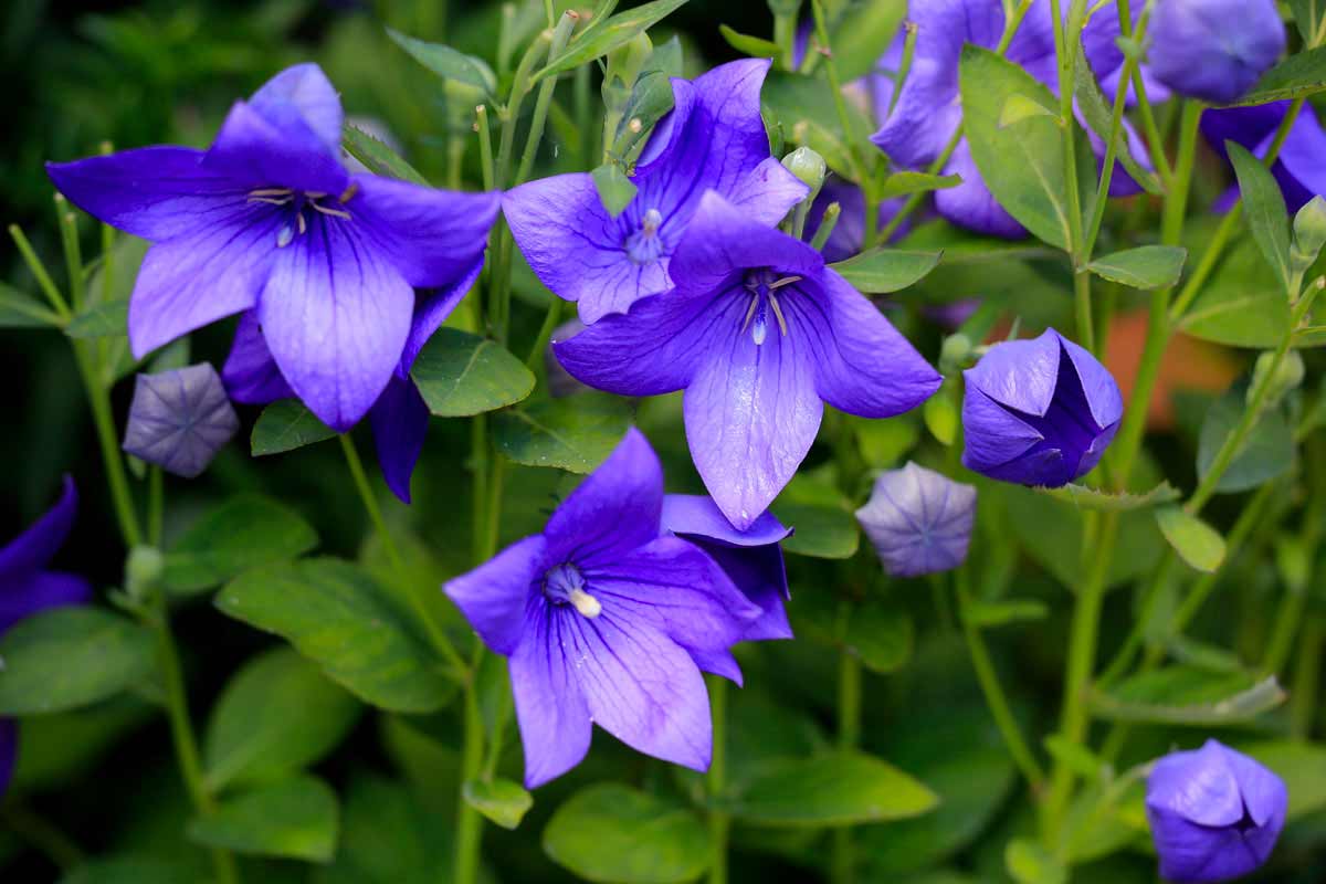 Platycodon Grandiflorus viola.