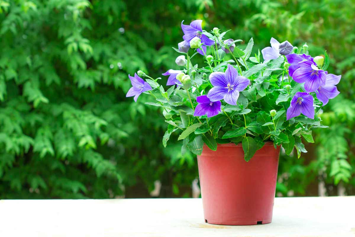 Platycodon Grandiflorus in vaso.