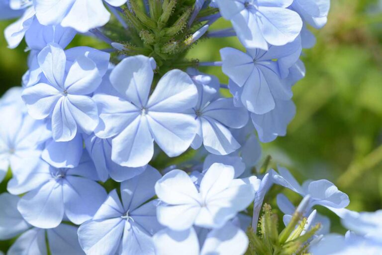 Scopri l'incantevole Plumbago: come coltivare il gelsomino azzurro sia in vaso che in piena terra Plumbago, gelsomino azzurro.