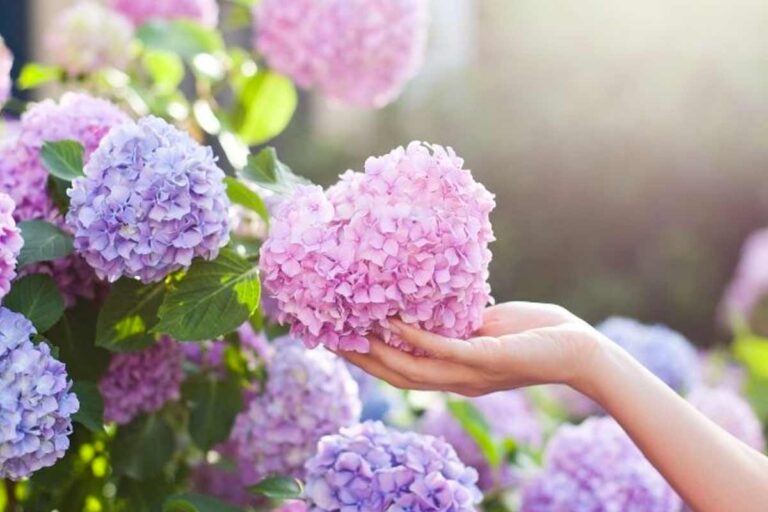 Scopri i segreti della potatura perfetta delle ortensie: l giusto taglio può fare la differenza potatura perfetta delle ortensie