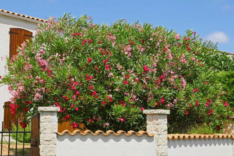 La siepe di oleandro, un arcobaleno di fiori nel tuo giardino: scopri i suoi segreti siepe di oleandro