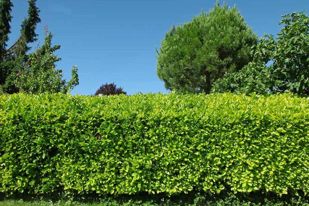 Alloro (Lauro), siepe sempreverdi