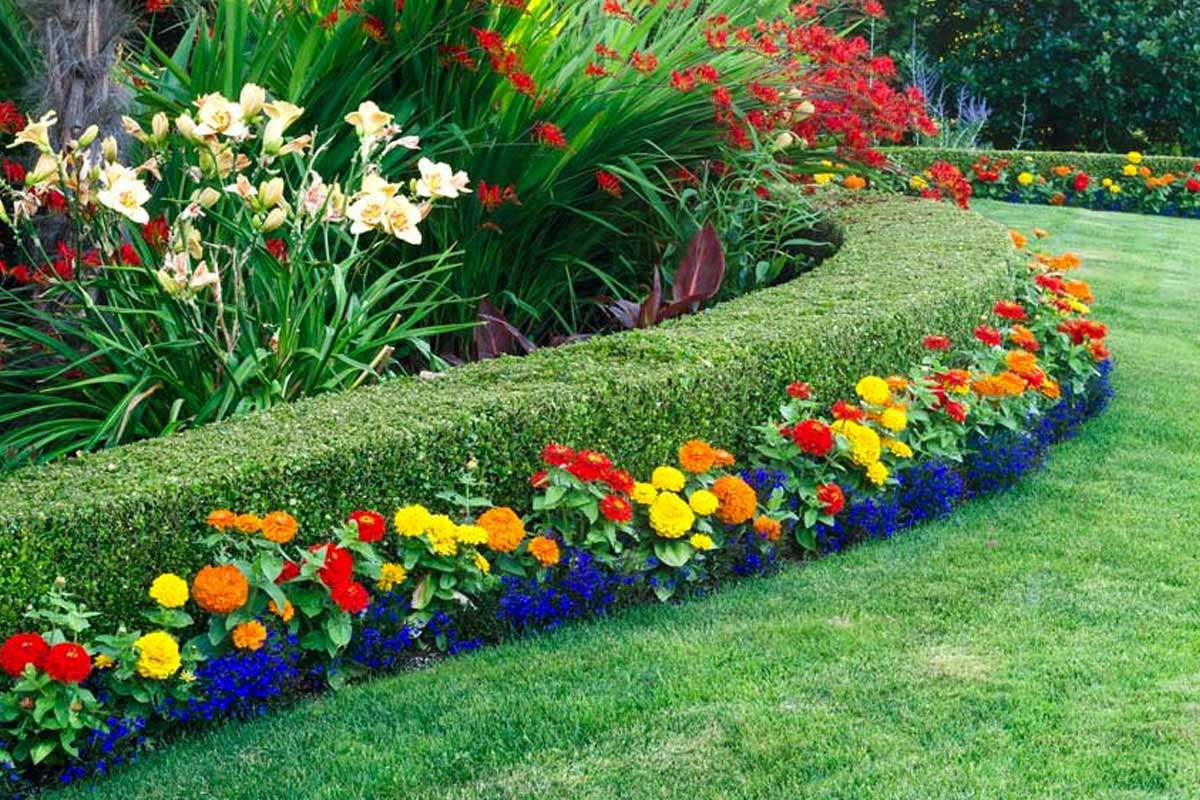 Bosso per siepe sempreverdi.