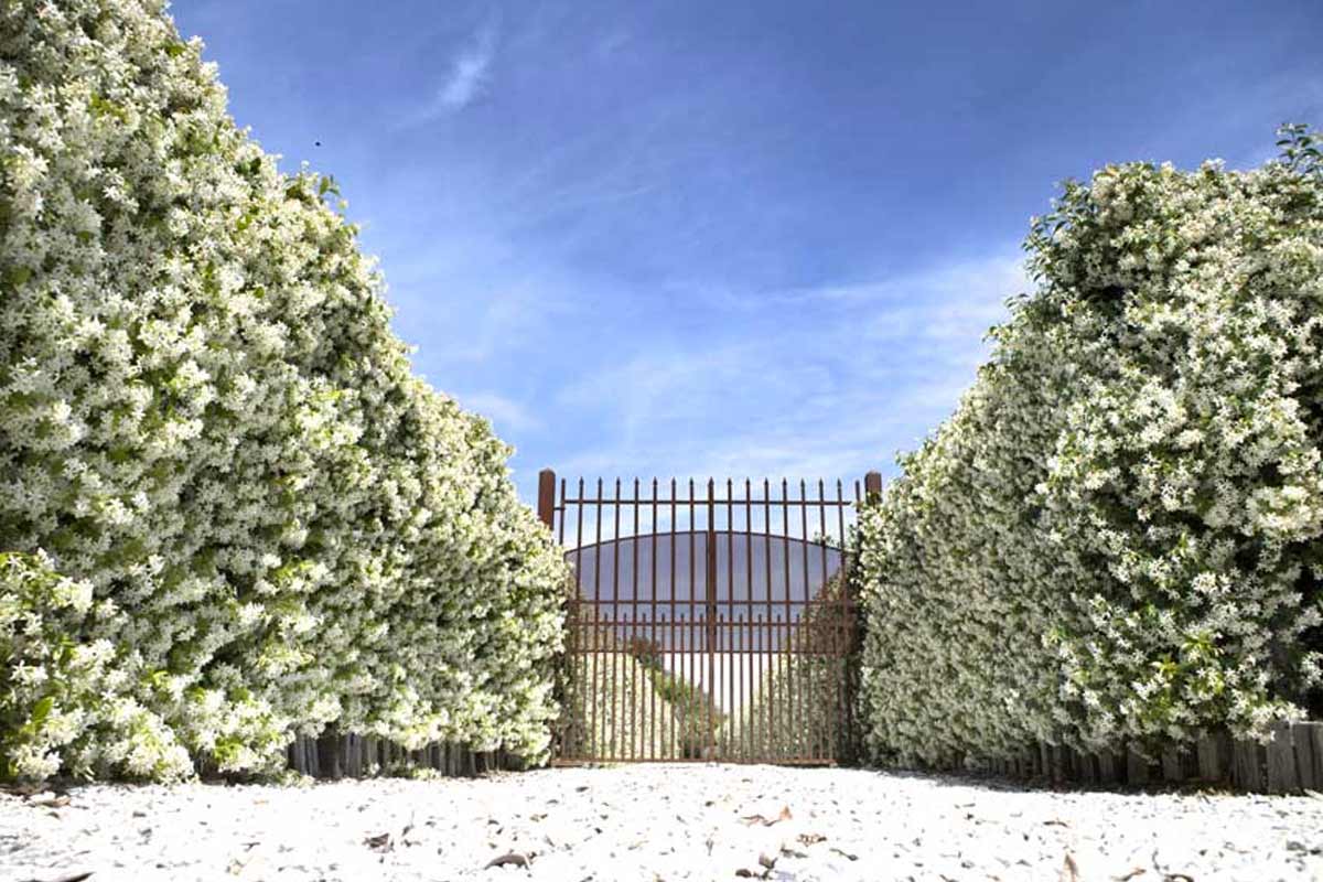 Siepe di gelsomino rampicante.