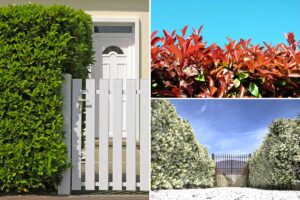 piante per siepi sempreverdi