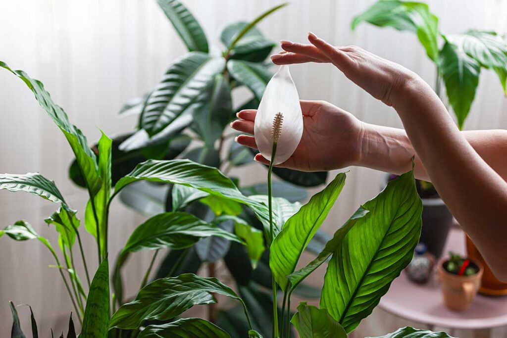 piante tropicali da interno che purificano l'aria