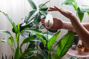 piante tropicali da interno che purificano l'aria