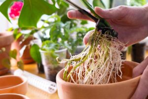 Talea della Monstera deliciosa.