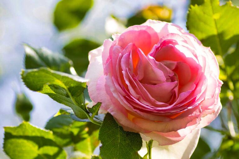Stanco di vedere le tue rose appassire? Ecco come annaffiarle come un vero giardiniere come annaffiare le rose