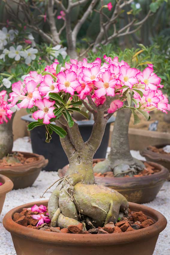 varieta-di-piante-grasse-colorate-7 varieta-di-piante-grasse-colorate-7