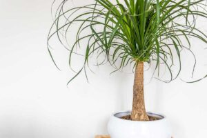 Beaucarnea pianta da interno