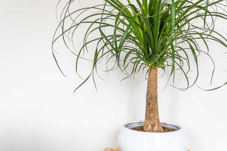 Aggiungi un tocco di natura e di design nel tuo living con questa splendida pianta da interno Beaucarnea pianta da interno