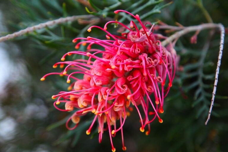 Colori e vita nel tuo giardino: accogli la primavera prima degli altri con questa pianta dalla fioritura precoce Grevillea