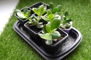 albero di giada talea