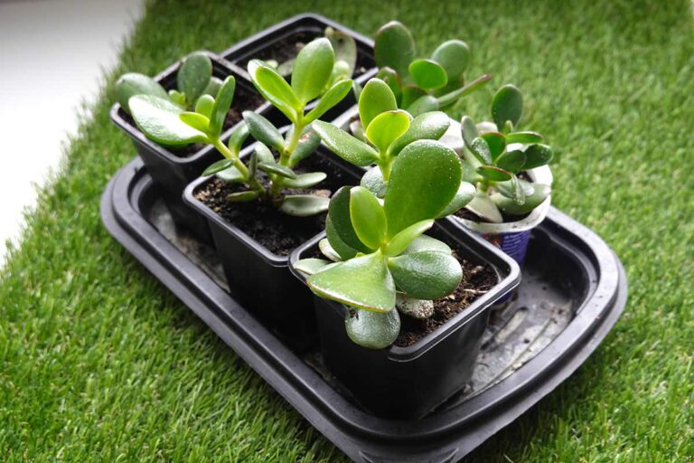 Talee di Albero di Giada: tecniche e segreti per una crescita ottimale albero di giada talea