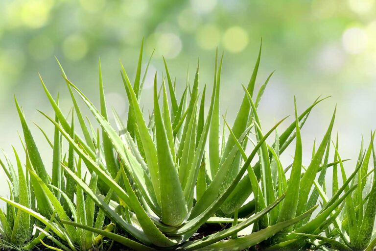 Foglie molli? Rivitalizza la tua Aloe Vera con questi accorgimenti aloe vera foglie molli