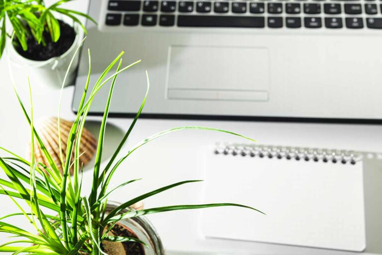 Beaucarnea: la pianta che rivoluziona l'ambiente di lavoro Beaucarnea in ufficio