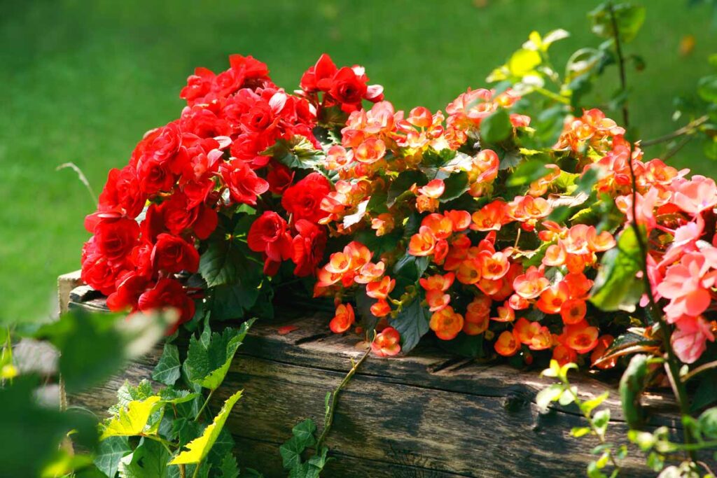 begonie non fioriscono