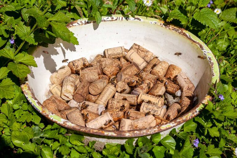 piante tappi di sughero