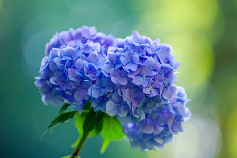 Come trasformare il colore delle tue ortensie con semplici passaggi: scopri i trucchi cambiare colori ortensie